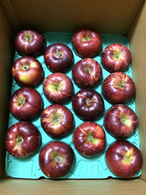 長野県上田市の応援販売、ひょうに当たった果実、JA信州うえだの合戦りんごが美味しいのでおすすめ