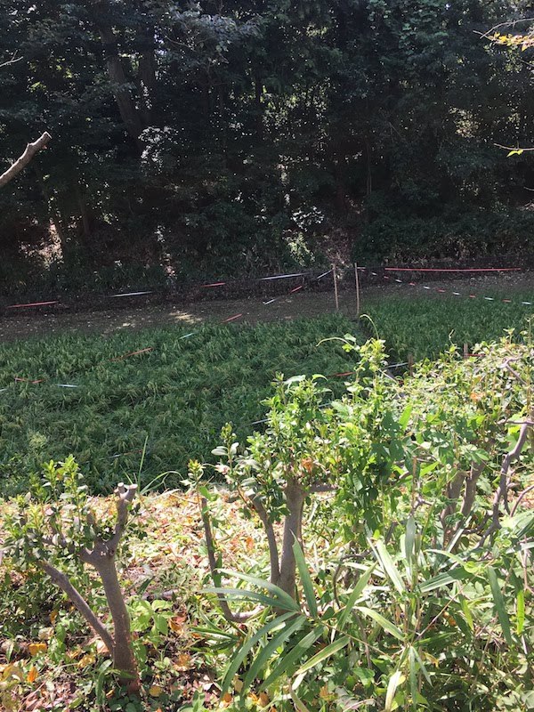 東大駒場前の駒場野公園(目黒区)の田んぼは子供と虫捕りにおすすめ