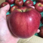 ふるさと納税で青森県五所川原市の家庭用りんご10kgはおすすめである