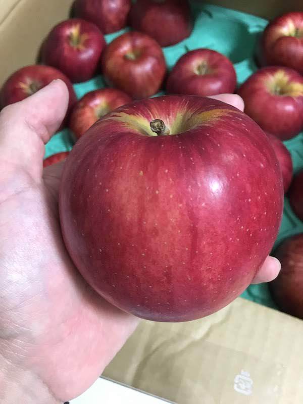 ふるさと納税で青森県五所川原市の家庭用りんご10kgはおすすめである