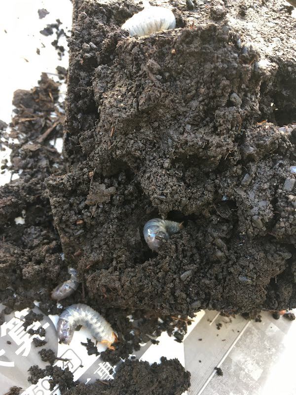 ホームセンターで買った園芸用腐葉土でカブトムシの幼虫を育てる