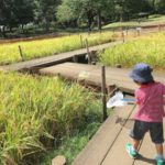 秋の陽公園(東京都練馬区光が丘)の水田や小川は子連れ家族におすすめ